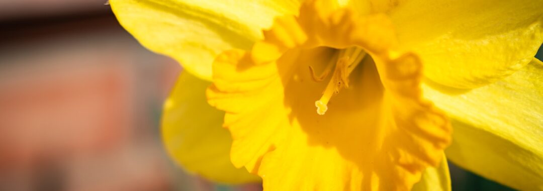 De Plant Technicus - Lentebloeier Narcis
