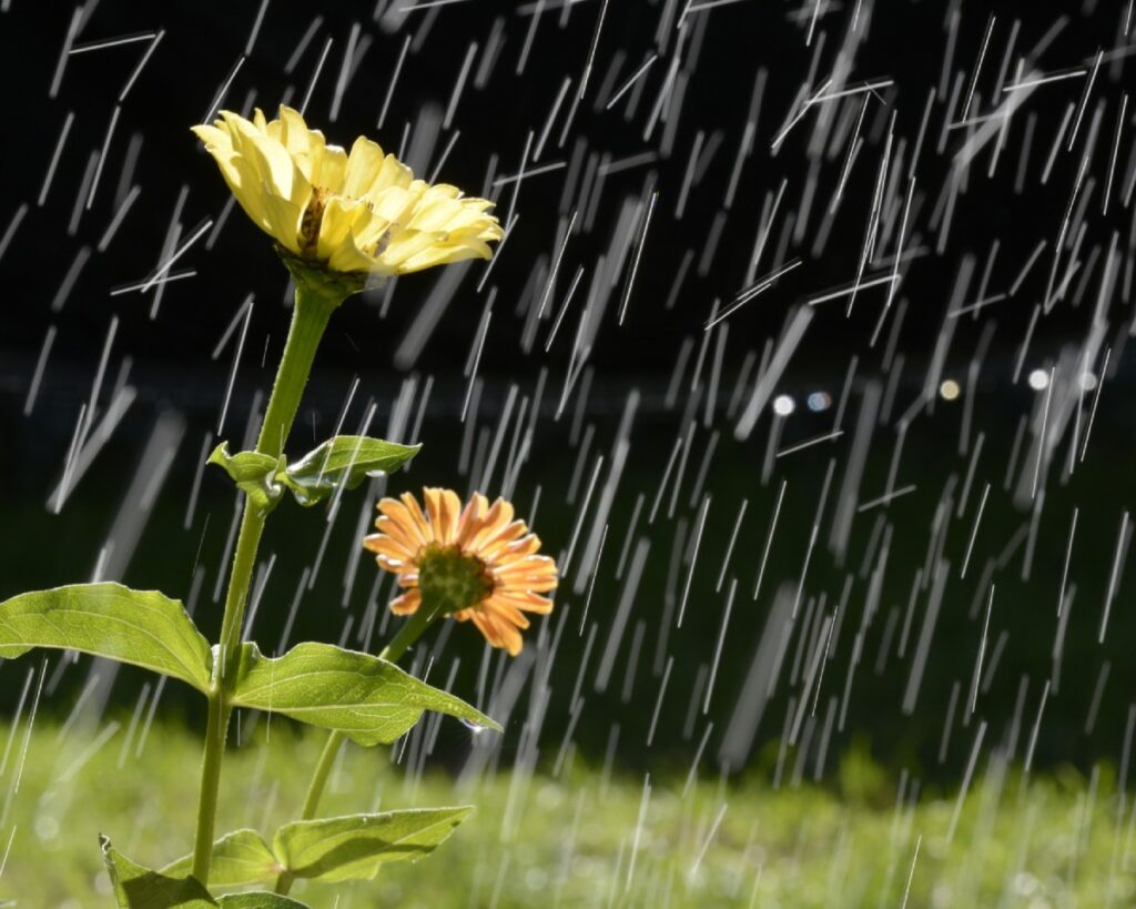 De plant technicus - tuinonderhoud natte zomer regen