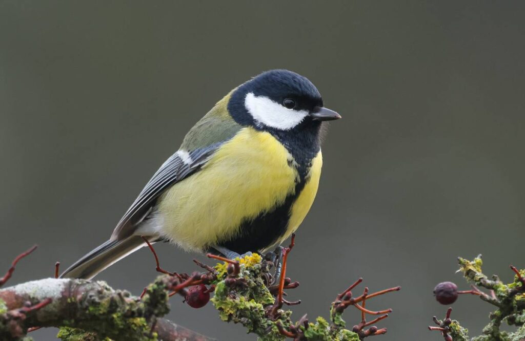 Tuin vogelvriendelijk maken - Dagjeindenatuur De Plant Technicus