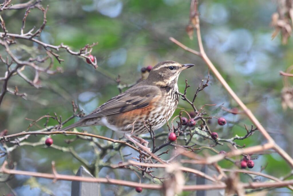 Tuin vogelvriendelijk maken - Dagjeindenatuur De Plant Technicus