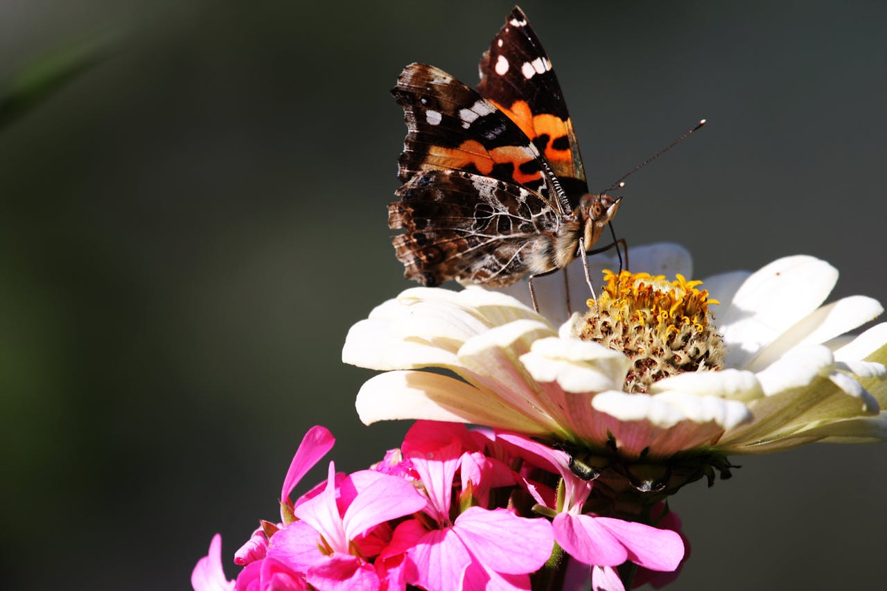 Inheemse planten en bloemen voor meer bijen en vlinders in je tuin - De plant technicus - Hoveniersbedrijf Den Haag