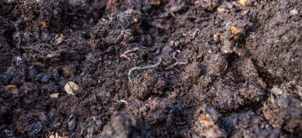 Compost - De Plant Technicus - Tuinmannen