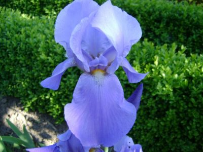 Iris (baardiris)