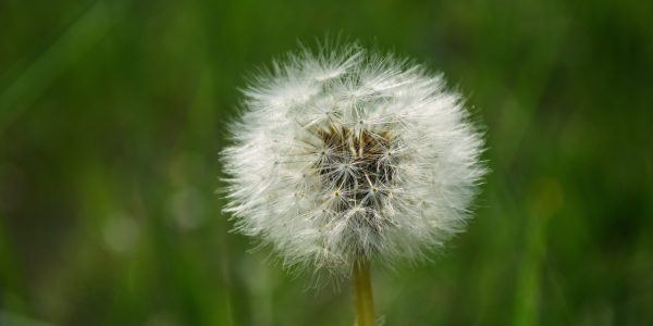 Wat is onkruid - de plant technicus - tuinmannen